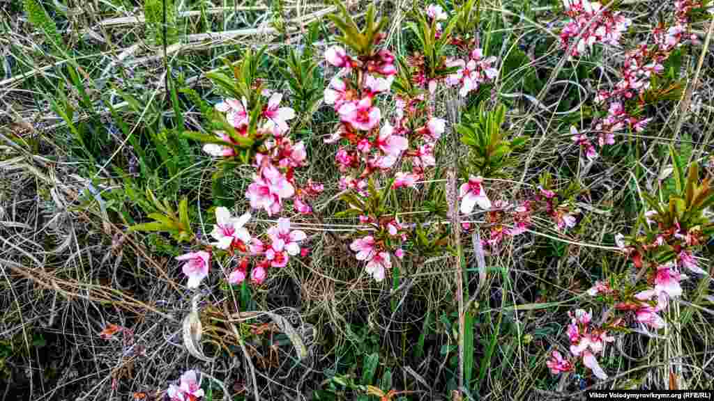 Здесь произрастают различные цветы 