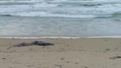 Собранный волонтерами мазут уплыл в море из-за отказа властей в технике.mp4 Собранный волонтерами мазут уплыл в море из-за отказа властей в технике.mp4