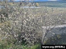 Цветение терновника. Белогорск, Крым, октябрь 2025