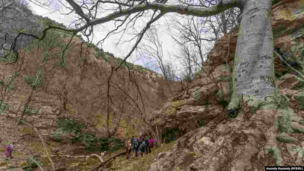 Туристы под старым «именным» буком