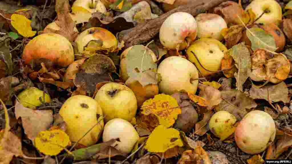 Плоды чаира (чаир – с крымскотатарского «сенокос») в лесных зарослях у самой Кучук-Карасу. Мякоть у этих яблок совершенно нечервивая, нежно-белого цвета и приятного лесного аромата. Плоды чаиров использовались коренным населением для приготовления фруктового меда (бекмеса), сухофруктов, джема, повидла и компотов