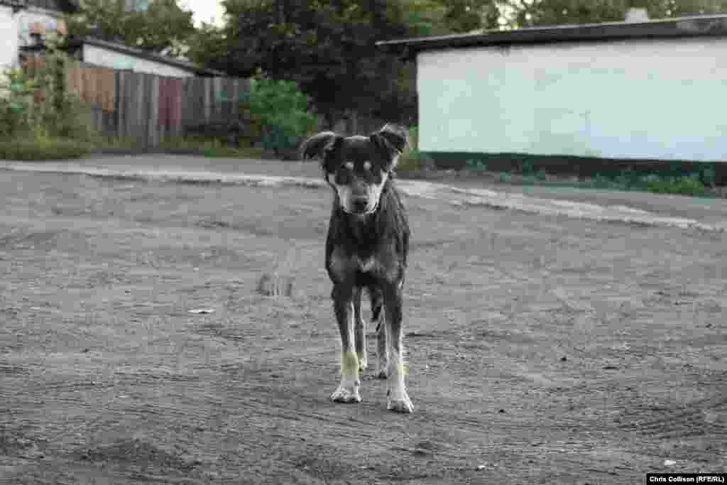 У шахтарському селищі Стара Колона поблизу Мирнограда (раніше – Димитрів)