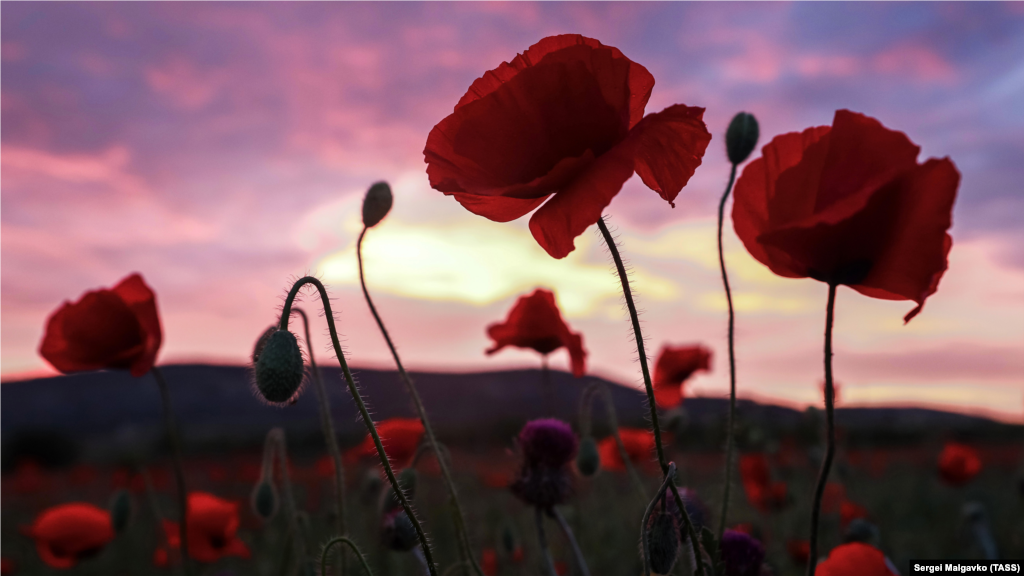 Закат над маковым полем в окрестностях железнодорожной станции Сирень 