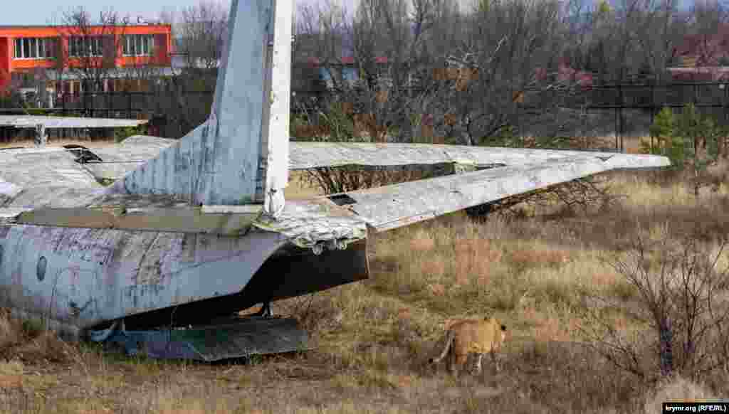 Одинокая львица блуждает под крылом «мертвого» самолета