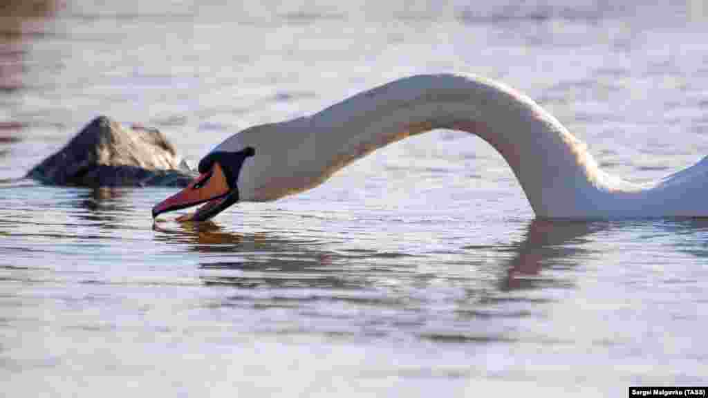 В теплое время года неподалеку от лебединой стоянки люди обустраивают бизнес: продают корм для пернатых 