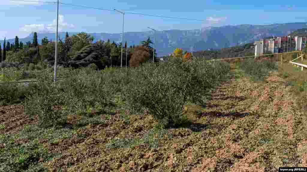 Аллея – это еще один участок маслин под опекой специалистов ботсада. Ее высадили в апреле 2018 года. По словам работников сада, не все растения из Сирии прижились на никитской земле