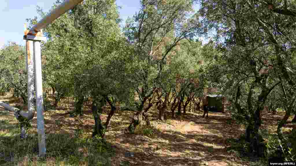 Через дорогу от аллеи – старый участок маслин, где ныне круглосуточно дежурит бригада охранников из Феодосии. На террасах Никитского сада самая старая роща маслин заложена в 1824 году при первом его руководителе Христиане Стевене