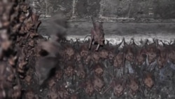 Новые версии происхождения коронавируса COVID-19 Новые версии происхождения коронавируса COVID-19