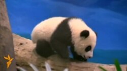 Тайвань – панда Тайвань – панда