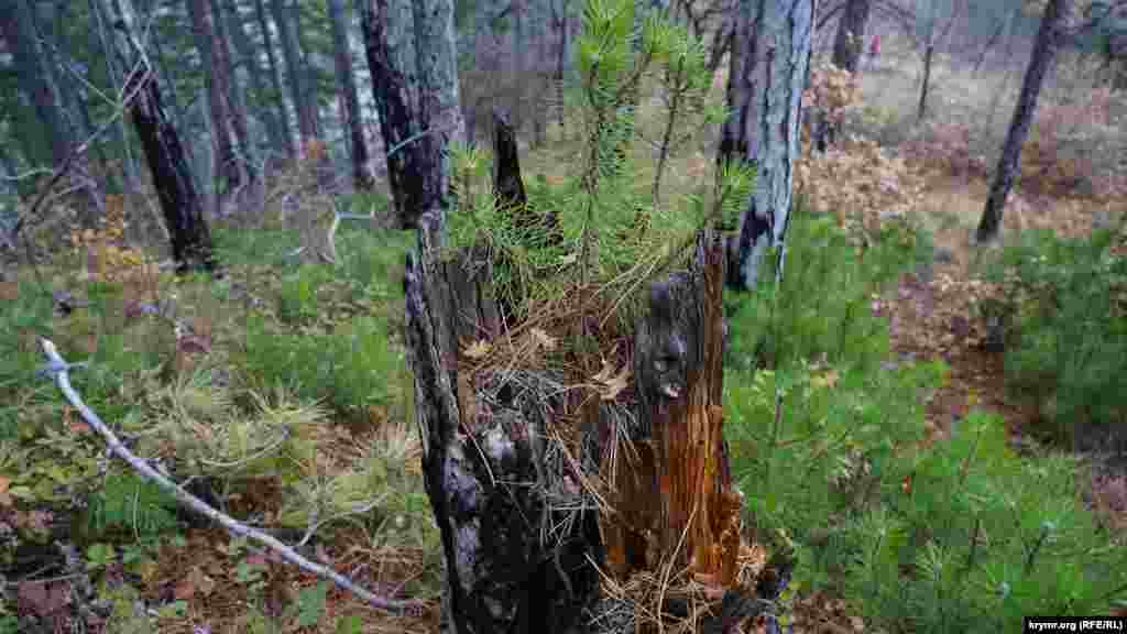 Вынужденная «смена поколений»