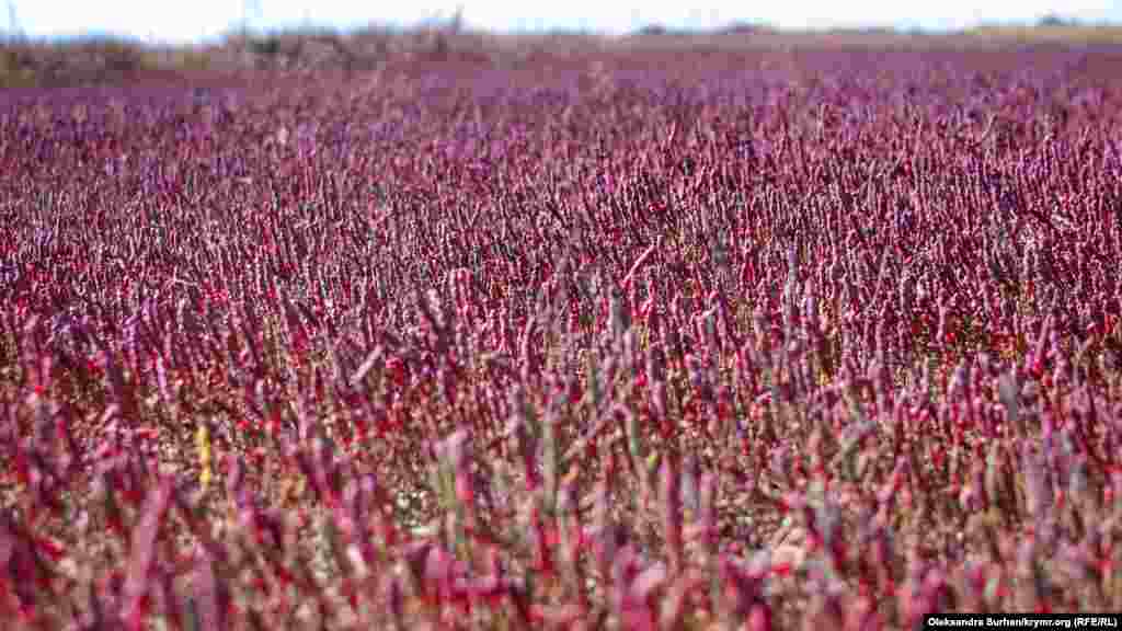 Недалеко от водоема – поляна бордового цвета. Это растение солерос, оно приживается на берегах солончаков и соленых озер