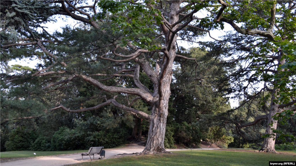 Вековые сосны и ливанские кедры создают неповторимую атмосферу для отдыха на лавочках 