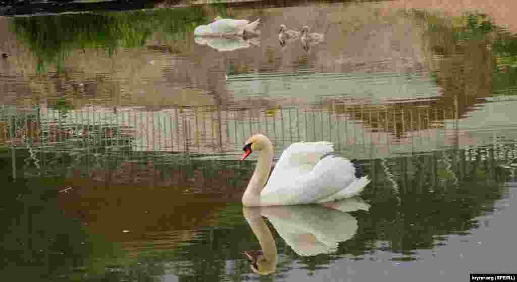 В озере, образовавшемся в замкнутом устье Альмы, плавает лебединое семейство. Его глава двигается по периметру водоема, оберегая покой троих лебедят и самки. При каждом появлении людей на берегу устья он тут же устремляется на «противника», слегка при этом расправляя свои крылья