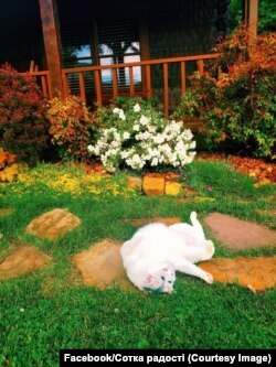 Весна розпочалась, як завжди: хтось поспішив горох повтикать, салат висіять, а в когось, як кажуть, – ще й кіт не валявся. Але в цьому дворі, що буяє квітом, кіт повалявся напевно…