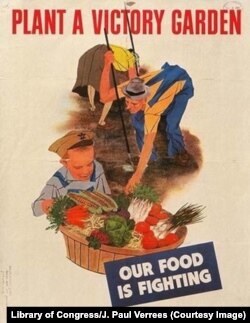 З настанням Другої світової війни про «грядку перемоги» нагадали нові варіації, подібні ось цьому постеру. Автор Robert Gwatmey