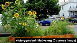 Соняшники на підтримку України цвітуть не тільки в Америці, а й по всьому світу