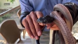 اردنی وګړی ماران نیسي او بیا یې په ځنګلونو کې خوشې کوي