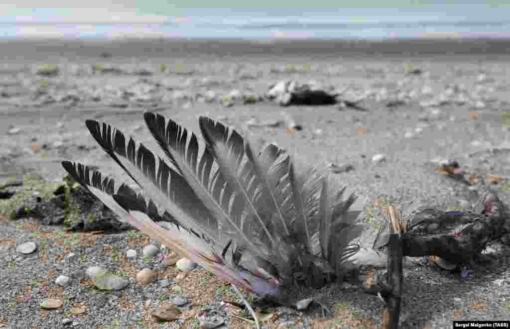 Россельхознадзор обратился к собственникам птиц с призывом сообщать в ветеринарную службу обо всех случаях болезни пернатых