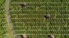 Pogled iz zraka na Memorijalni centar u Srebrenici i novoiskopane grobnice u Potočarima, BiH, u nedjelju, 11. jula 2022.