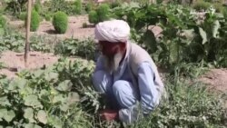 عبدالله جان وايي توره ږیره یې کډوالۍ کې سپینه کړه عبدالله جان وايي توره ږیره یې کډوالۍ کې سپینه کړه