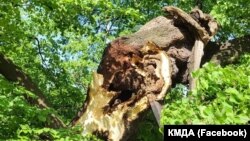 400-річна липи Петра Могили є пам'яткою природи