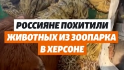 Спас или украл? Как Зубков вывез енотов из Херсона Спас или украл? Как Зубков вывез енотов из Херсона