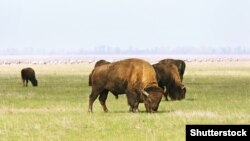 Третина земель Асканії-Нова, тобто 11 тисяч гектарів, – це абсолютно дика природа