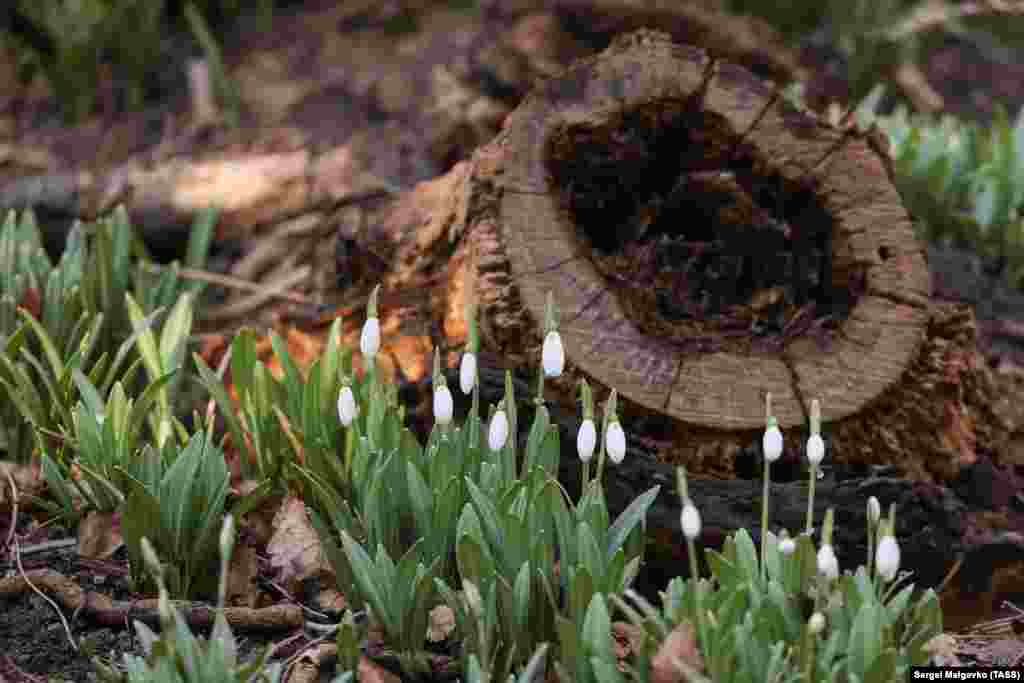 В Крыму подснежники охраняют в Ялтинском горно-лесном, Крымском, Карадагском природных заказниках, а также в «Мыс Мартьян», заказниках общегосударственного значения «Фиолент», «Айя», «Байдарский» , «Большой каньон Крыма», «Аю-Даг», «Кубалач» и «Хапхальский»