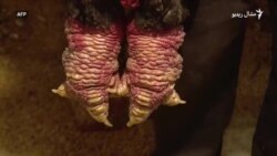 د وېتنام "ښاماري چرګان" مو لیدلي دي؟