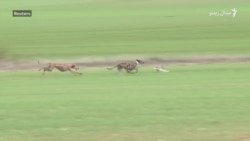 هسپانيې کې د ښکاري سپيو په اړه قانون خلک وېشلي
 هسپانيې کې د ښکاري سپيو په اړه قانون خلک وېشلي