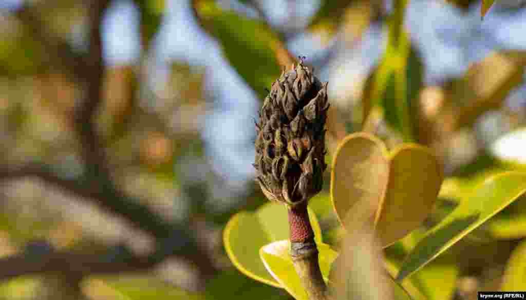 В окно царской детской «заглядывает» засохший плод магнолии