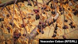 Посуха в Молдові, серпень 2022 року