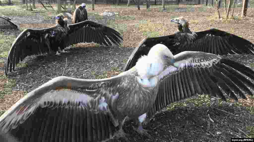 Сип и грифы в парке львов сушат крылья после дождя