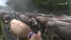 جرمني کې له غرونو څخه د مالونو ستنولو پر مهال دودیزه مېله شوې
