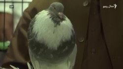 پاکستان کې د کوترو د ښکلا سيالي شوې
 پاکستان کې د کوترو د ښکلا سيالي شوې