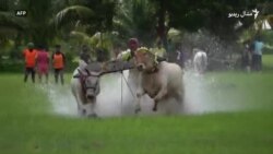 په هند کې د قولبې د غوایانو ځغاستې مېله په هند کې د قولبې د غوایانو ځغاستې مېله