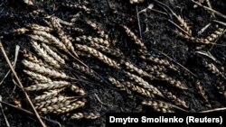 Наслідки цієї тактики відчуваються в Африці, у Південній Азії, у Латинській Америці, практично в усіх регіонах світу