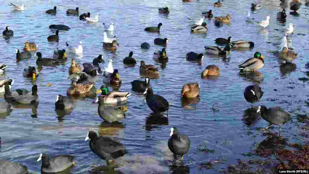 Среди уток есть лысухи – они черные, с белой полосой на носу, а также кряквы, у которых самец сизо-серый с зеленоватой головой, а самка – пестрая. В этой же компании – чайки