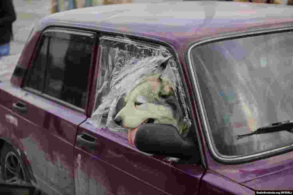 Пес у понівеченому автомобілі