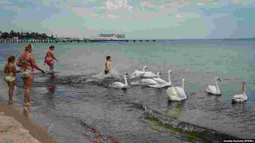 Евпаторийские лебеди-шипуны – птицы не из пугливых