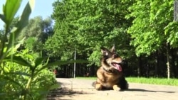 Не ваше собачье дело Не ваше собачье дело