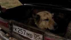 Собаки Собаки