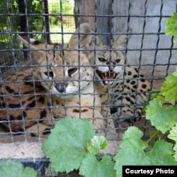 Були випадки, коли осколками пошкодило кілька літніх вольєрів