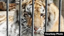 Василівський реабілітаційний центр для диких тварин налічує понад 200 видів