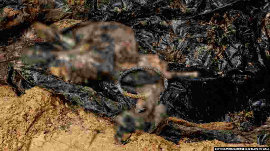 «Я тут побачив місце, де поховані військові ЗСУ. Є факти – наприклад, зв’язані руки – що їх катували і вбивали впритул», – розповів Дмитро Лубінець у коментарі Радіо Свобода на місці знайденого поховання