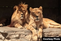 Безпосередньо від вибухів ніхто з тварин центру не постраждав