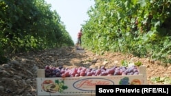 Berba grožđa, Crna Gora