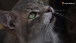 Центр милосердя на місці бастіону жорстокості Центр милосердя на місці бастіону жорстокості