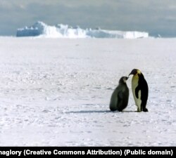 Імператорські пінгвіни