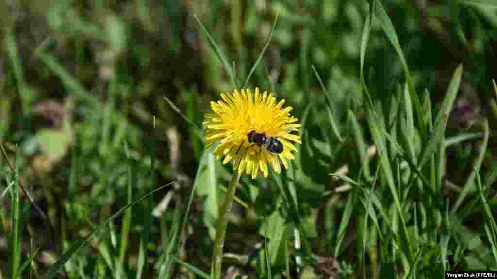 Цветочная муха собирает нектар с одуванчика обыкновенного. Одуванчик – лекарственное растение 